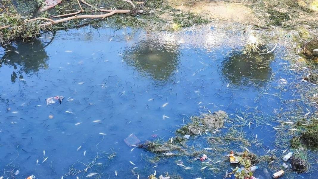 Adana’da Kuraklık Alarm Verdi: Kanaldaki Yüzlerce Balık Telef Oldu! 2